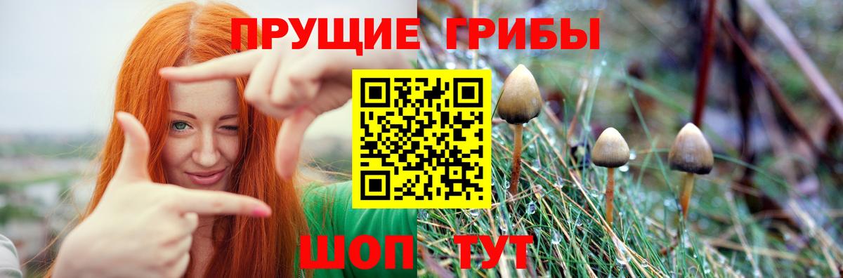 Псилоцибиновые грибы Psilocybine cubensis Сургут